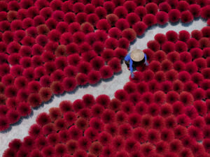 Quảng Phú Cầu