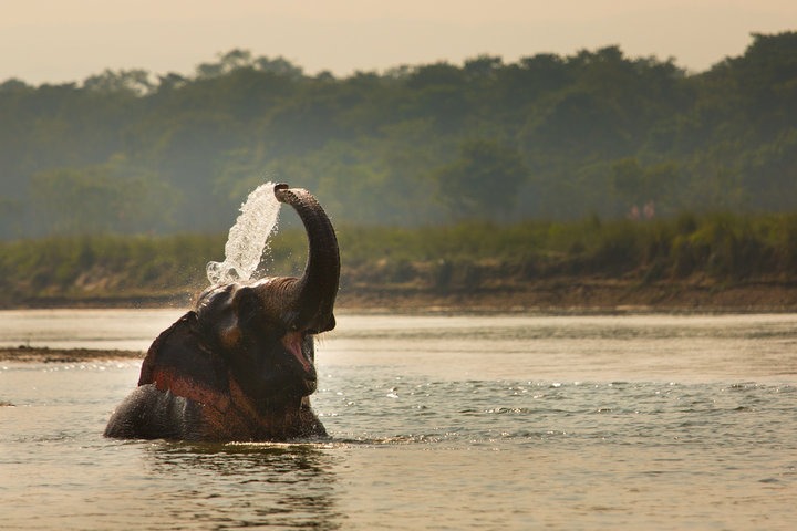 Periyar - elephat