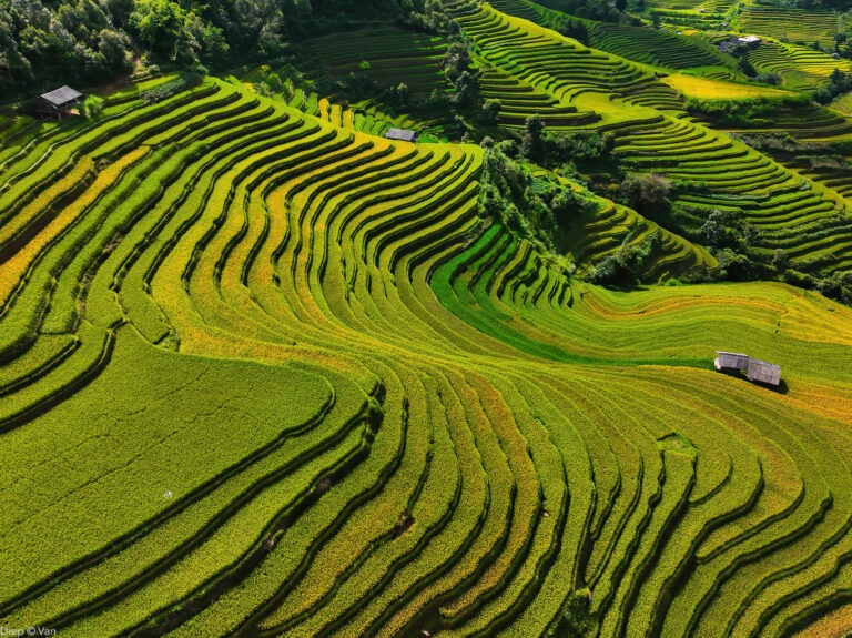 MuCangChai 2